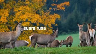 suara rusa betina