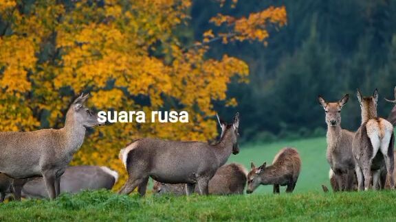 suara rusa betina