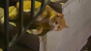 Mèo: "Cứu với, tên lưu manh say rượu đang trêu chọc mỹ nữ trên phố đây!"