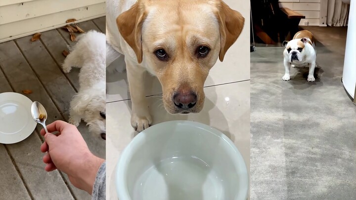 หมา: เป็นคนหน่อยสิ ทำแต่แบบทดสอบไร้สาระนี่แหละ