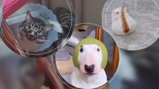 These animals made me laugh all the time