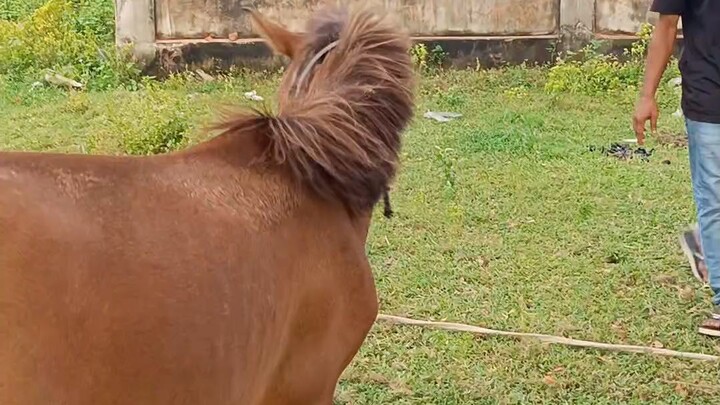 ঘোড়া নাকি গাধা?  আপনার কি মনে হয়.?