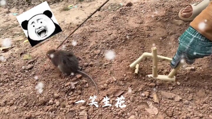 الفأر: أكل لقمة أرز، وحرث مسافة ميلين.