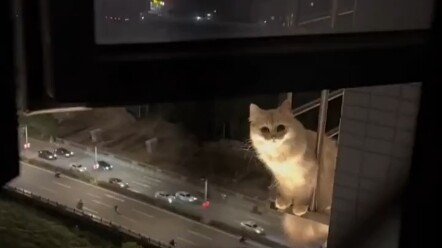 女子发现隔壁猫猫跑到护栏上,还趴在上边好危险但真可爱