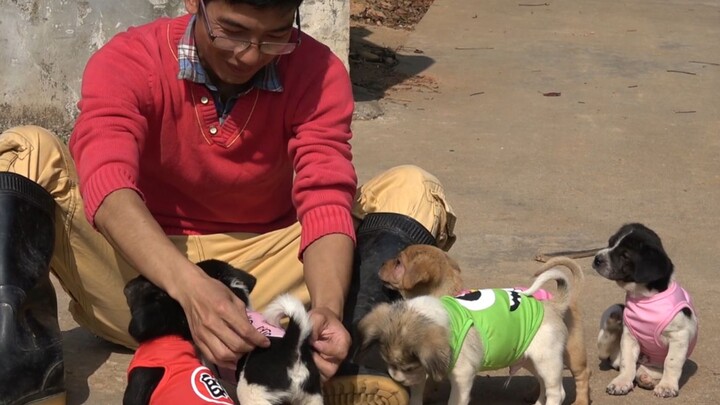 Anh em Kim Dương: Chó ngoan thế này, tặng mỗi bé một bộ quần áo mới, trông cũng khá đẹp đấy