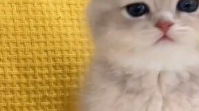 Who could possibly resist a little gas canister that goes “baa”?