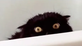 สัตว์ตลกๆ - แมว / สุนัขตลก - วิดีโอสัตว์ตลก 197