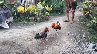 fighting cock