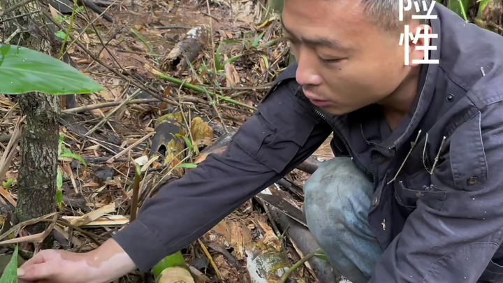 云南竹虫晏！砍竹虫的详细教程来啦！#记录我的农村生活 #农村生活 #农村美食