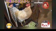 ความสามารถพิเศษของน้องไก่ปิโยะจัง