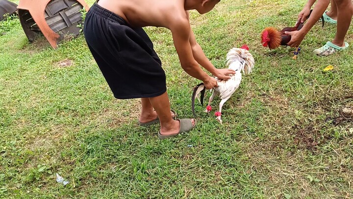 Butcher VS Leiper Grey x White Lelso