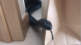 Nhật ký nuôi rắn đen