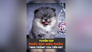 Siêu phẩm tìm nhà mới petnhatrang petonesaigon tuitienpet dcgr pomeranian