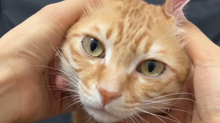 Những năm tôi bị đánh bầm dập