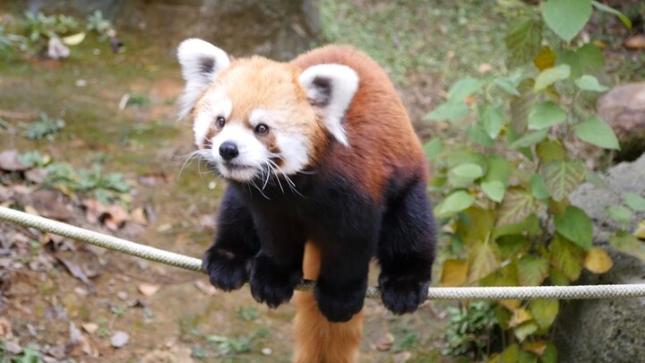How strong is the red panda's balance ability?