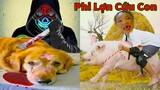 Thú Cưng TV | Gâu Đần và Bà Mẹ #44 | Chó Golden Gâu Đần thông minh vui nhộn | Pets cute smart dog