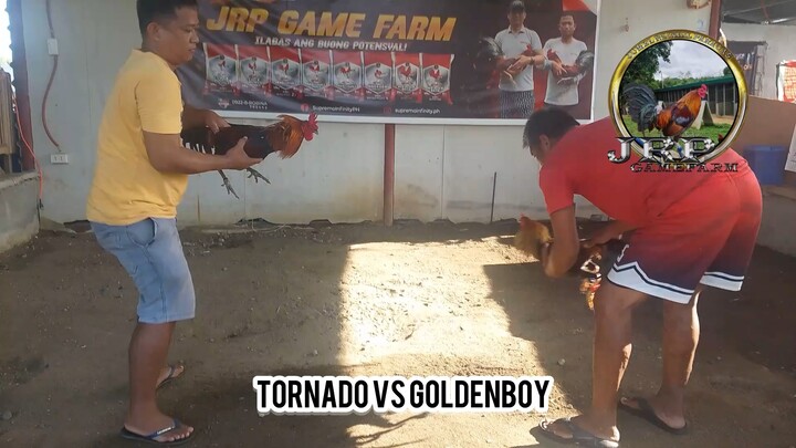 Early Birds Tornado vs Goldenboy!