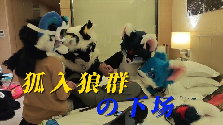 ชะตากรรมของจิ้งจอกที่เข้าไปอยู่ในฝูงหมาป่า