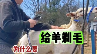 Why do we shear sheep?