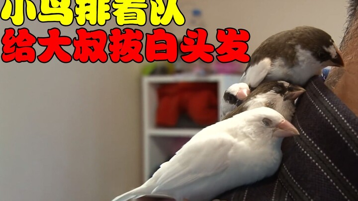 An elderly man saved four baby birds. Unexpectedly, as they grew up, the birds became remarkably tho