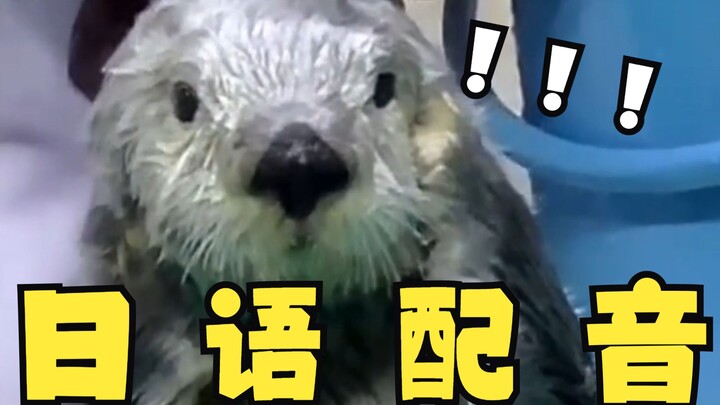 Weird Sea Otter, but in Japanese