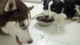The Border Collie is so protective of its food that it scared the Husky so badly it didn't dare appr