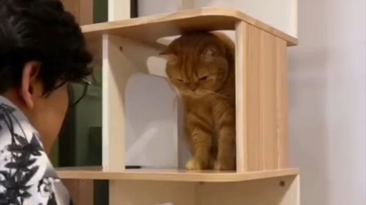 แกล้งแมว😅