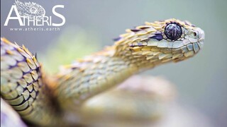 像龙一样的非洲毒蛇——基伍树蝰