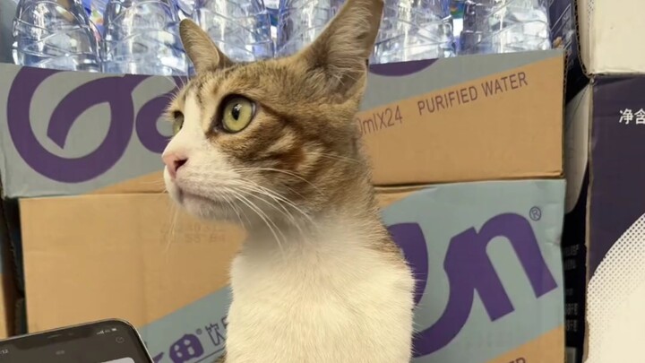 Cat: I'm totally impressed!