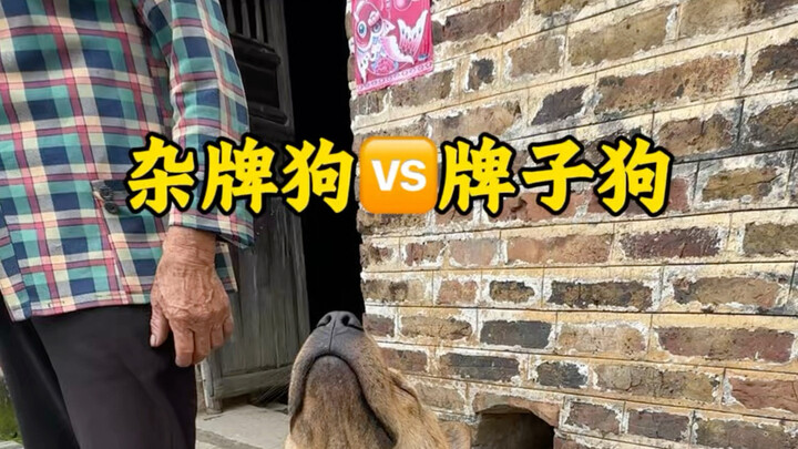 No-name dog vs. branded dog