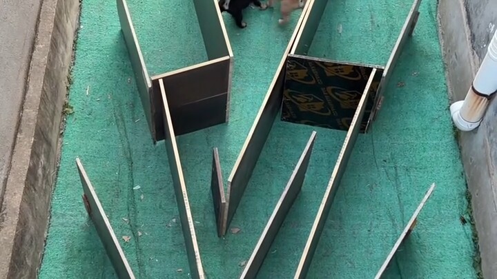 See if Your Pet Is Smart or Not!