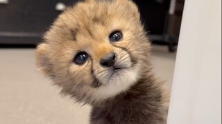 Bayi cheetah yang baru lahir itu lucu sekali ketika ia menjulurkan kepalanya hingga membuat saya ter