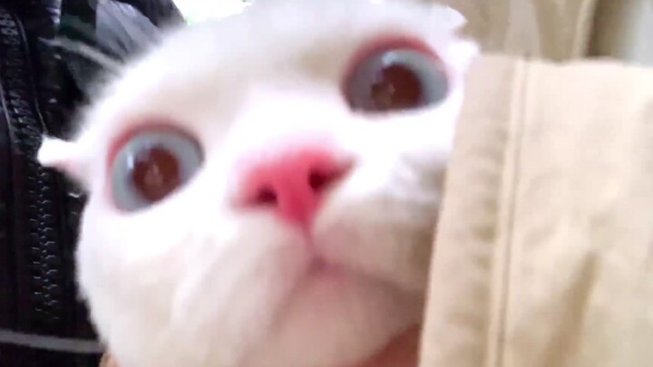 Rửa cừu cừu