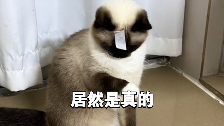Dán một tờ giấy lên đầu mèo là có thể kích hoạt lỗi