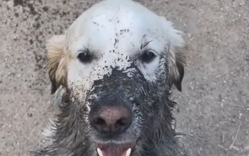 Mẹ ơi~~ Con chơi xong bên ngoài rồi, giờ về nhà được chưa ...