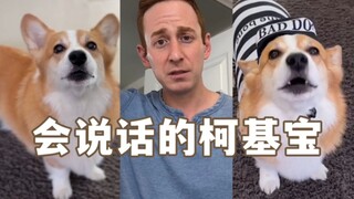 A hilarious compilation of funny skits featuring Hammy, the talking Corgi!