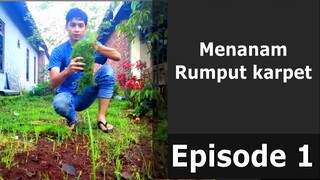 Menanam Rumput Karpet (Jepang) Sendiri