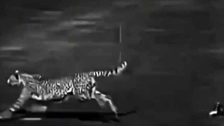 The animal kingdom also has its own "hierarchy-based suppression" — animals.