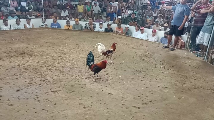 selection figths