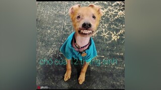 chó của 12 tháng sinh là chó_cưng