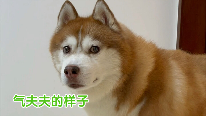 ยิ่งอายุมากขึ้น หมาสูงวัยก็ยิ่งมีนิสัยเหมือนเด็กๆ ไปทุกที… แต่ก็น่ารักไม่น้อยเลยนะ～