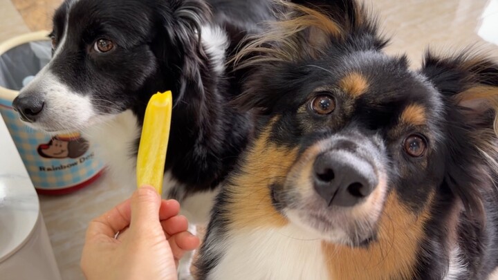 วันนี้ลูกสุนัขสองตัวกำลังแยกพริกหวาน