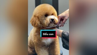 Gấu con thucung xuhuong poodletoy