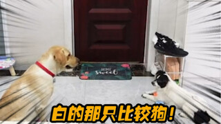 这狗狗高考就坐我前面的
