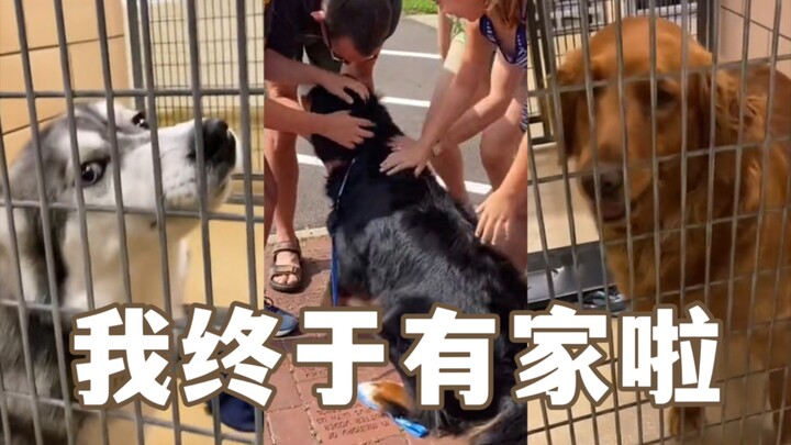 The Heartwarming Moment a Dog Gets Adopted