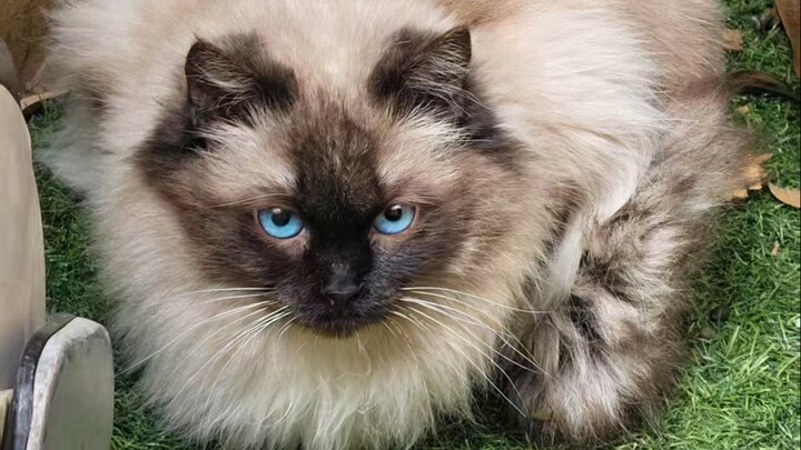 A plushie bought for 500 yuan went into heat and ran away from home, only to abandon its offspring a