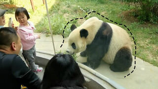 [Panda]Handsome Panda Jin Hu in Dalian Forest Park Talks with Tourists.