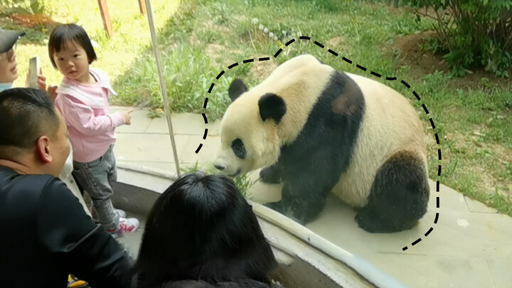 (Panda Jin Hu) Jin Hu di Dalian Forest Zoo mengobrol dengan pengunjung