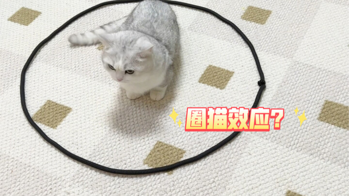 Mengelilingi kucing dengan lingkaran, apakah ia tidak akan lari? Ternyata memang benar!