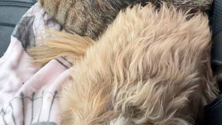 他俩感情挺脆弱的